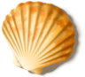 shell_01.png